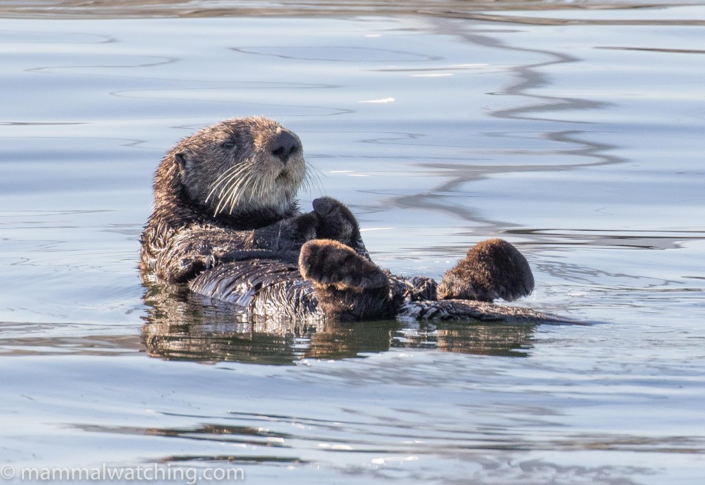 2017-sea-otter-Enhydra-lutris-1