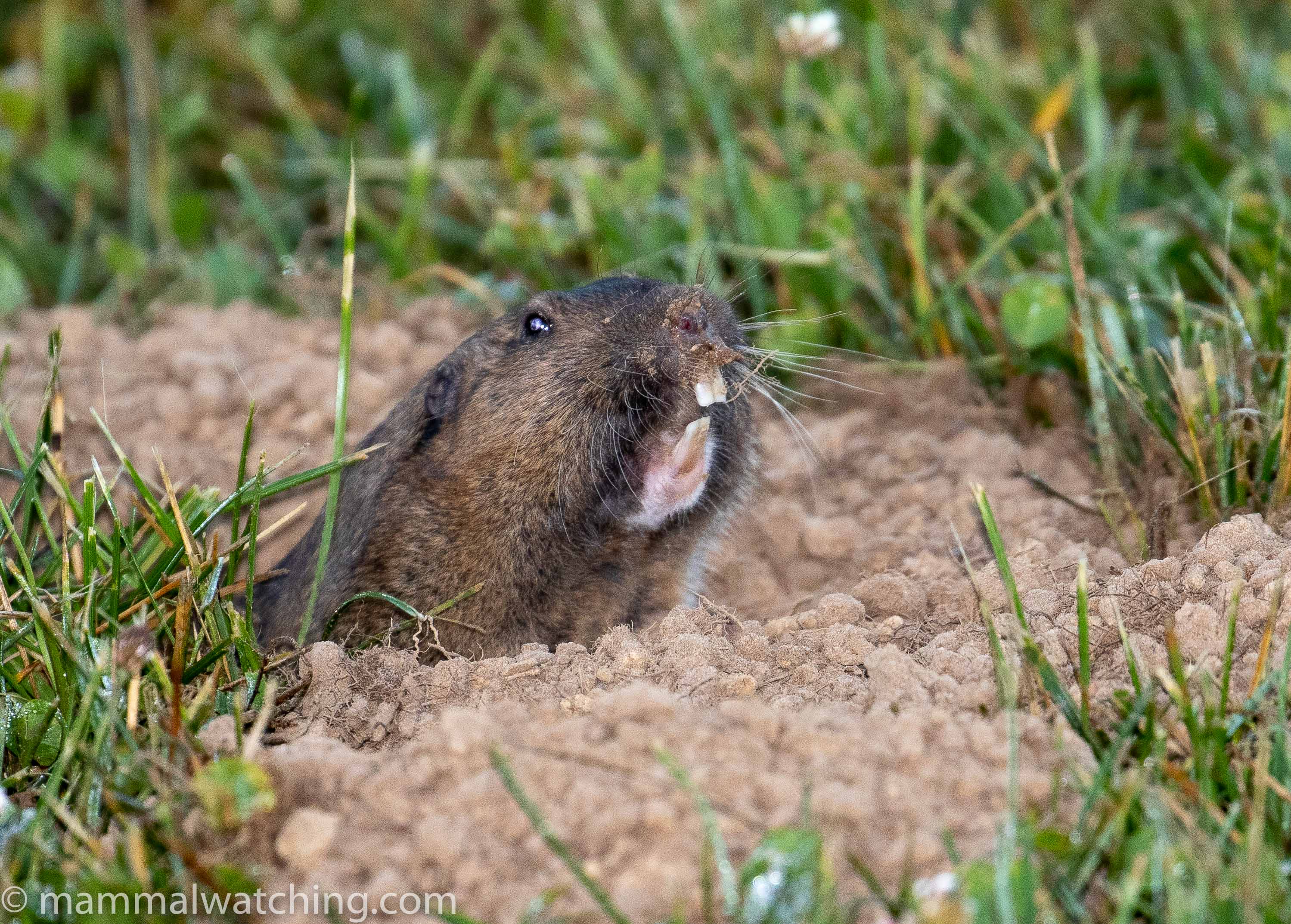 pocket gopher pocket gopher