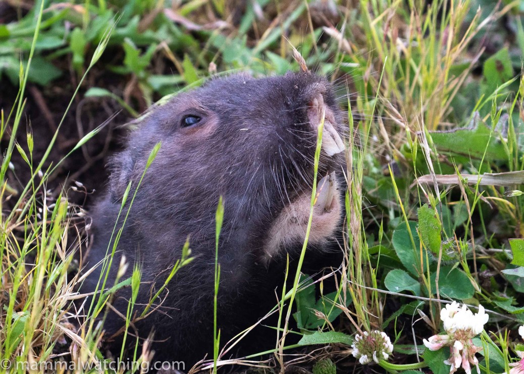 Oregon Mammal Watching