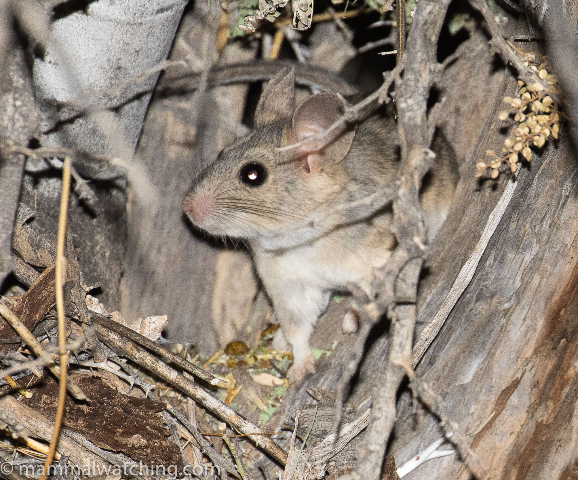 Western Weasels (and a few other things) California and Oregon