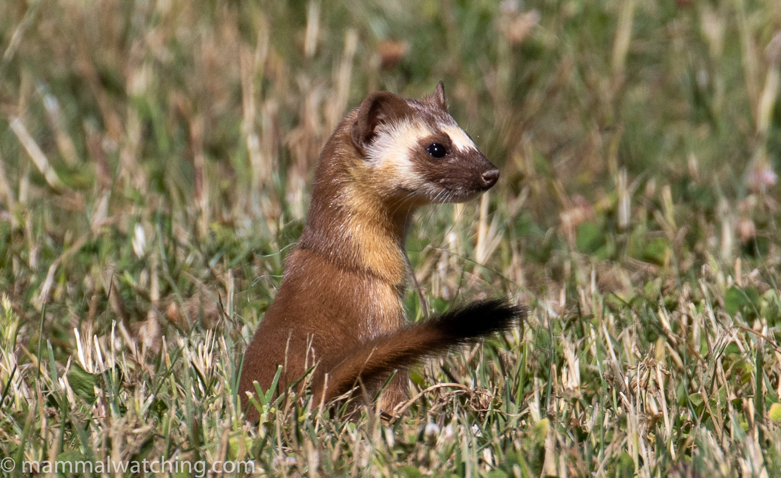 Download 2020-06-Long-tailed-Weasel-Mustela-frenata-6 - Mammal Watching