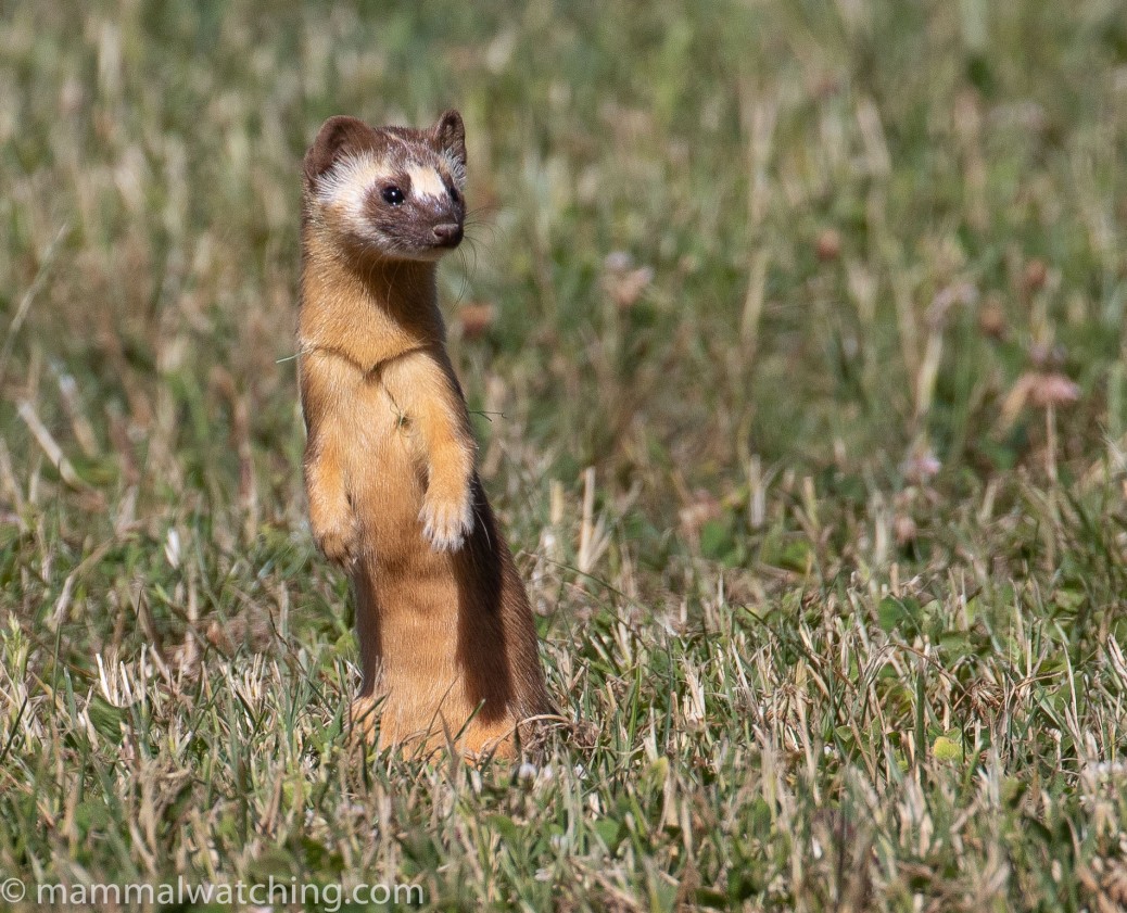 Western Weasels (and a few other things) California and Oregon
