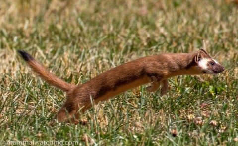 Western Weasels (and a few other things): California and Oregon