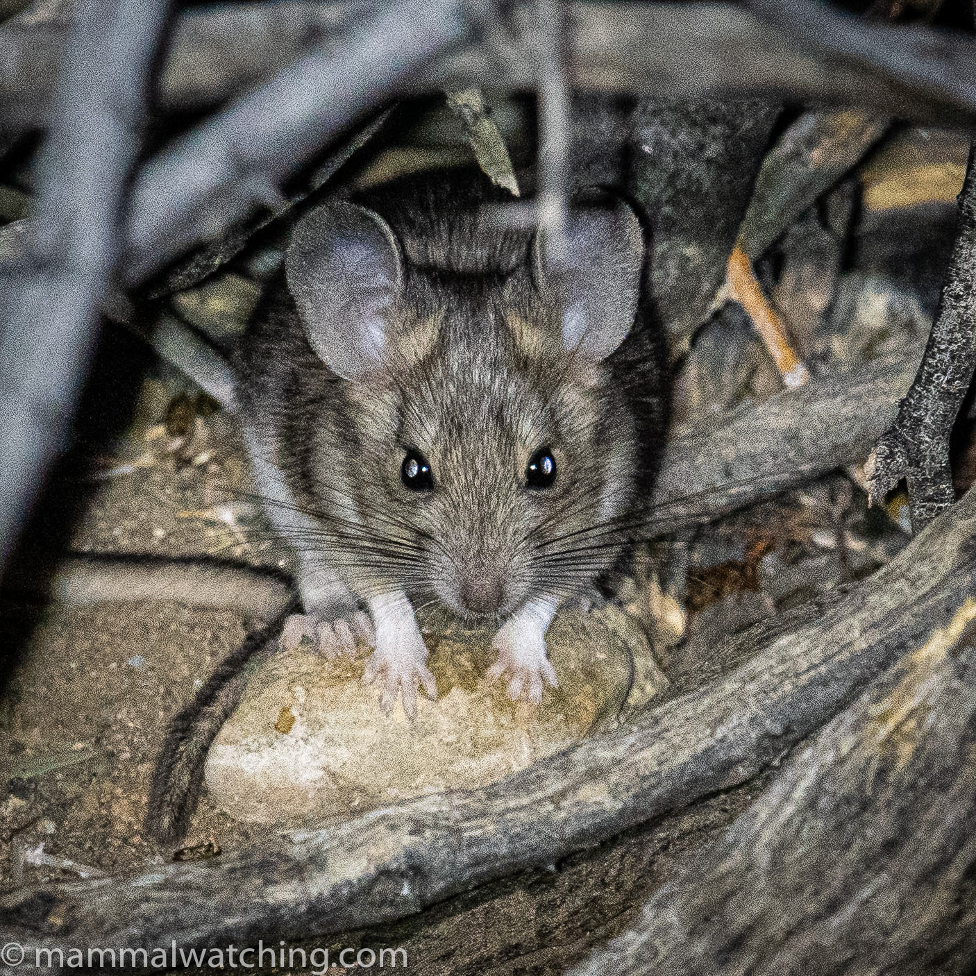 Western Weasels (and a few other things) California and Oregon