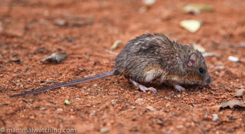 spiny pocket mouse spiny pocket mouse
