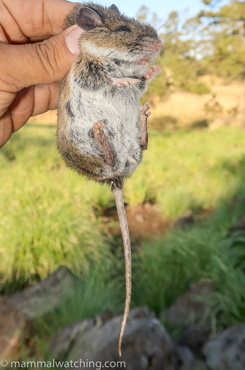 Mexico Mammal Watching