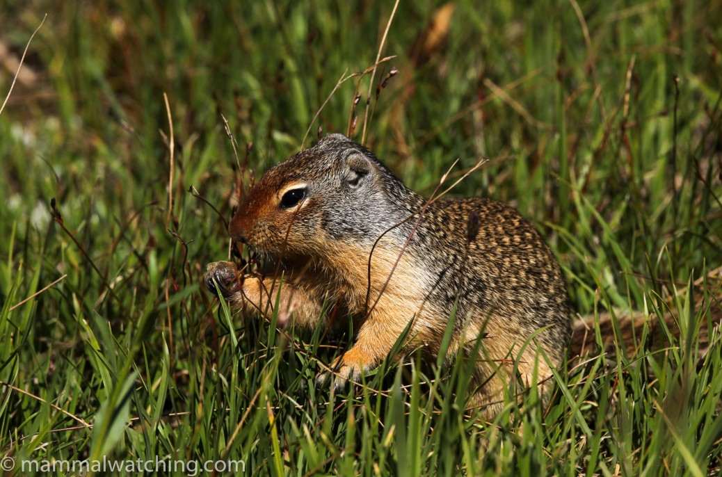 Montana Mammal Watching