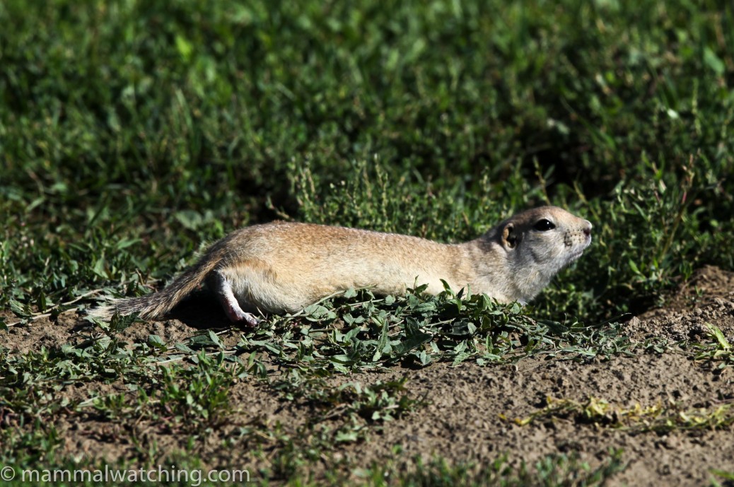Montana Mammal Watching