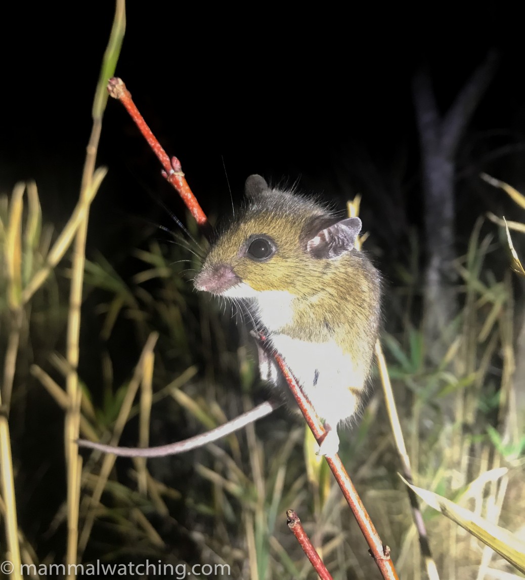 Red Wolves and Golden Mice, North Carolina 2022 - Mammal Watching