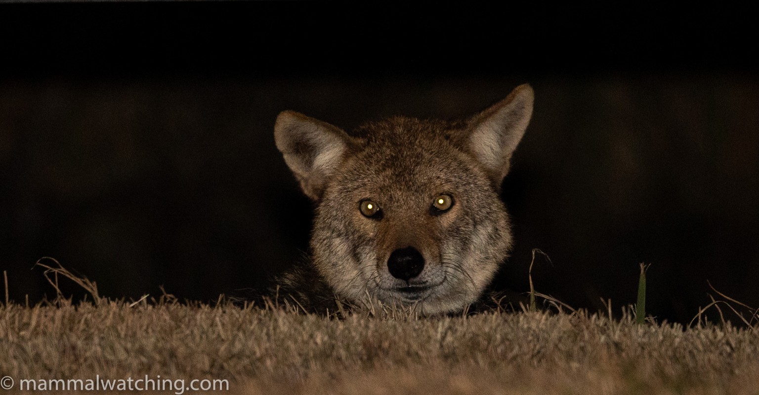 Red Wolves and Golden Mice, North Carolina 2022 - Mammal Watching