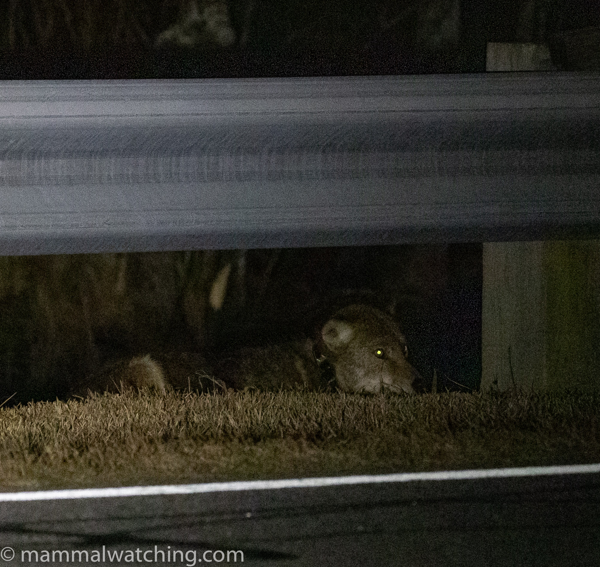 Red Wolves and Golden Mice, North Carolina 2022 - Mammal Watching
