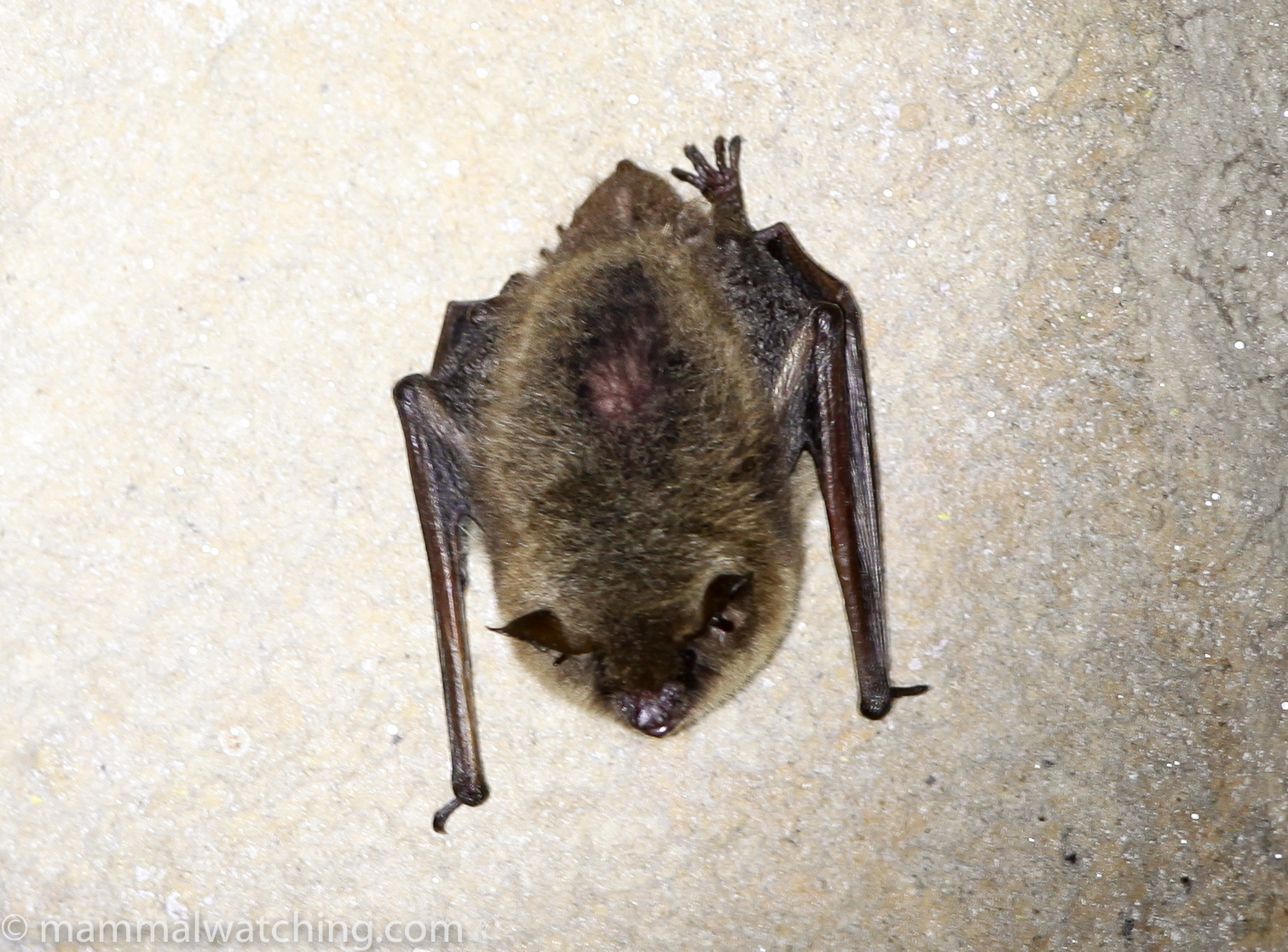 Tennessee Mammal Watching