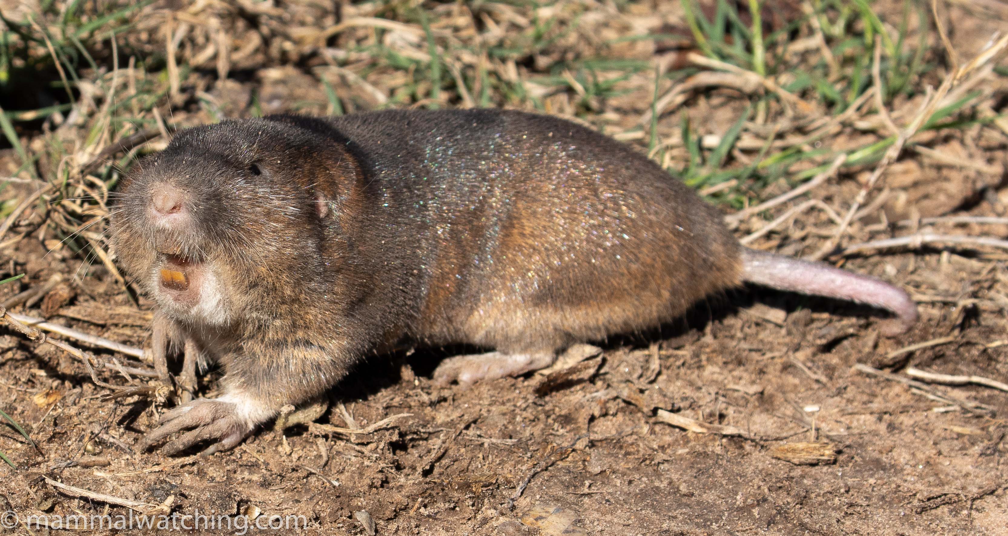 pocket gopher pocket gopher