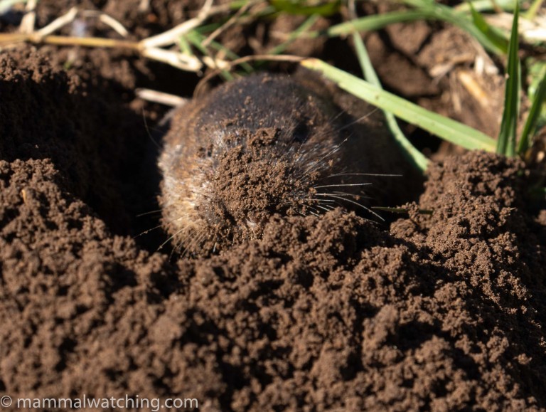South East Texas, 2020 Mammal Watching