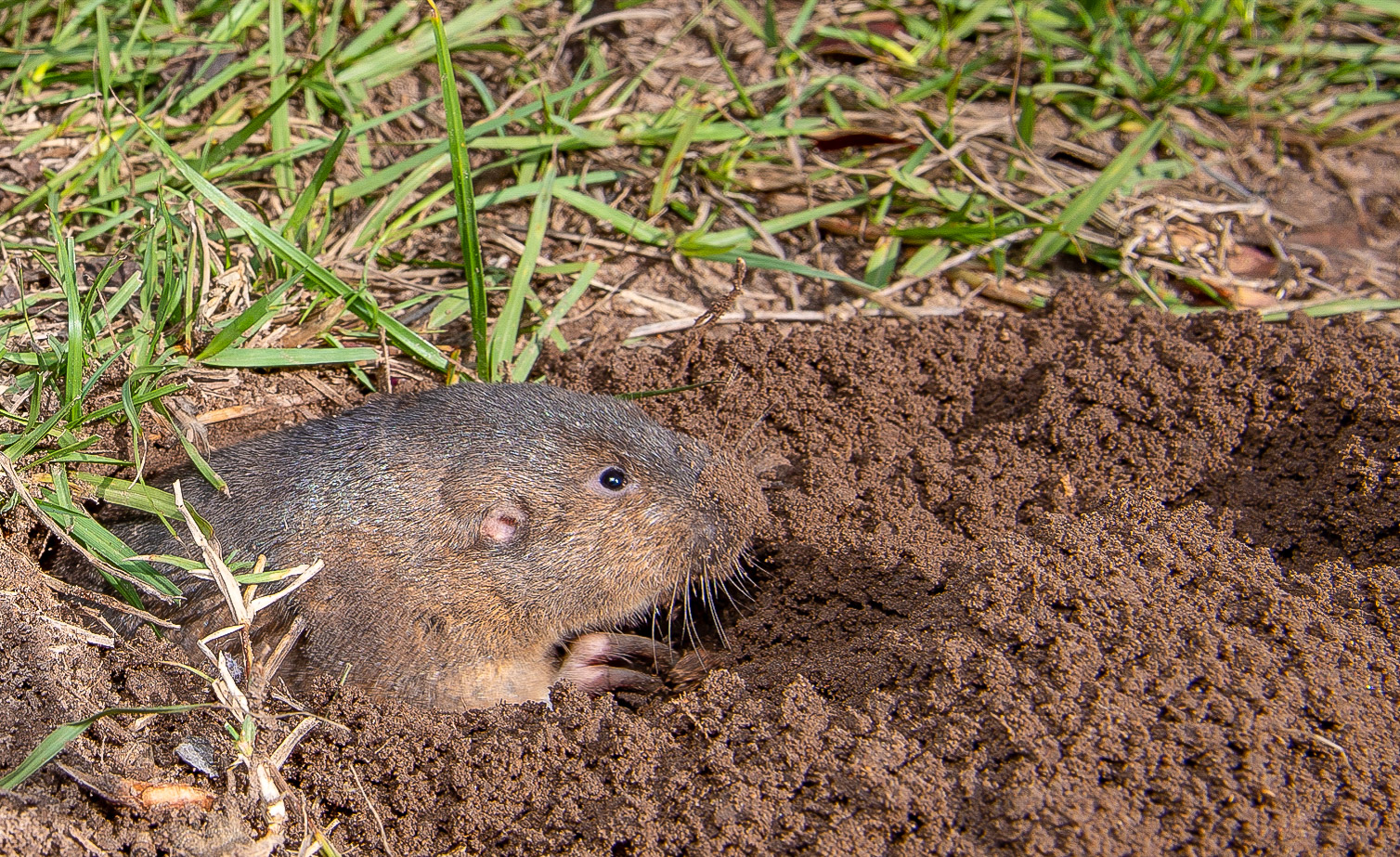 South East Texas, 2020 Mammal Watching