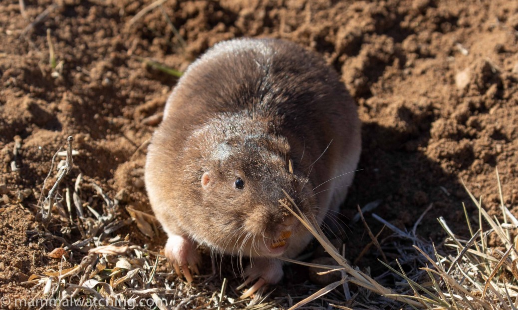 Texas Mammal Watching