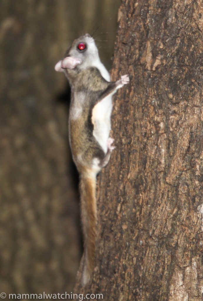 Northern Flying Squirrel (eMammal Virginia Camera Trap Field Guide