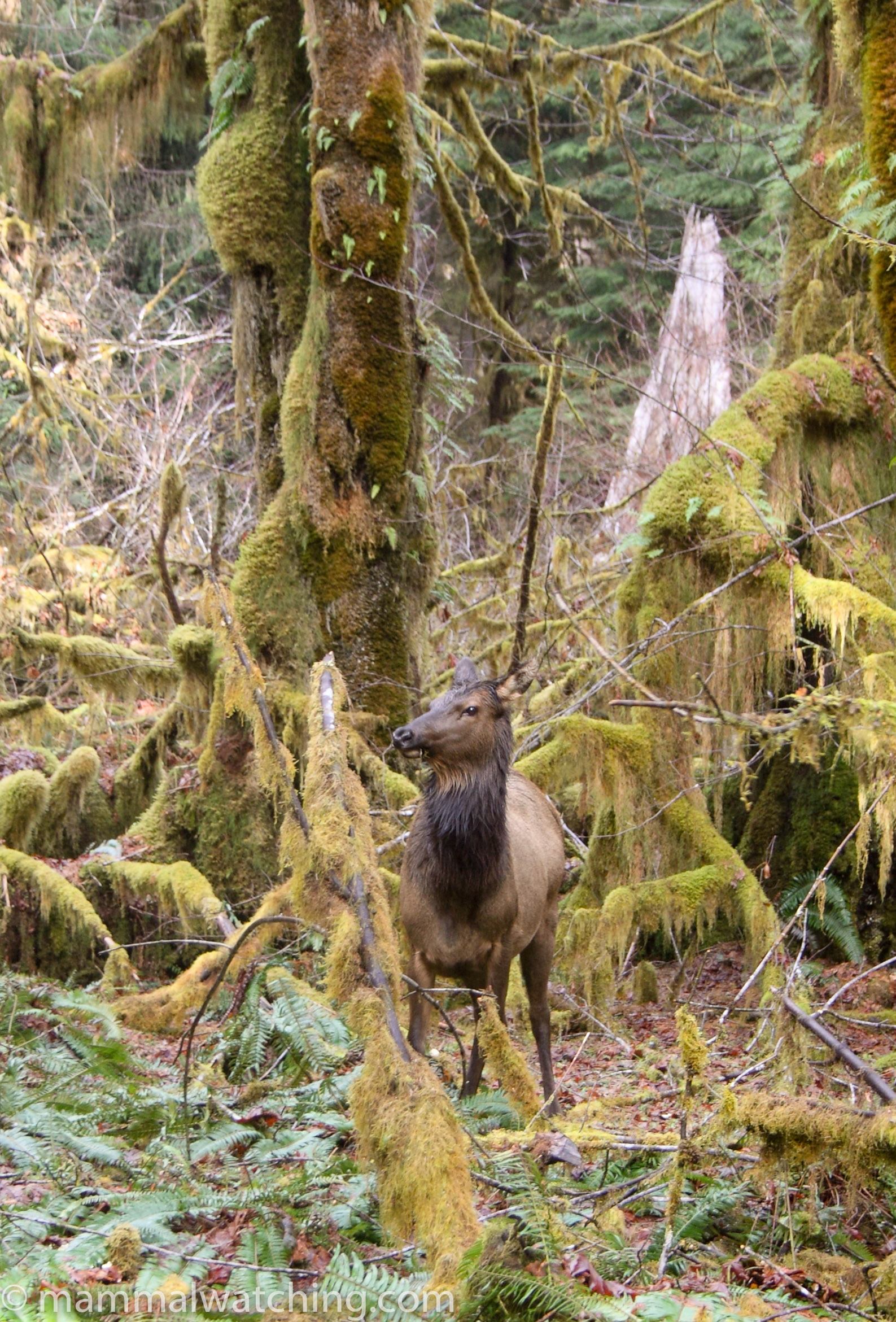 Washington State Mammal Watching
