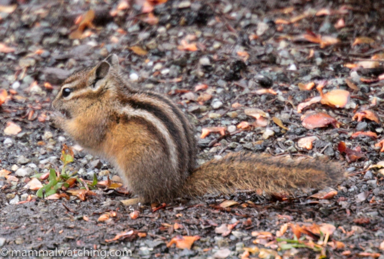 Washington State Mammal Watching