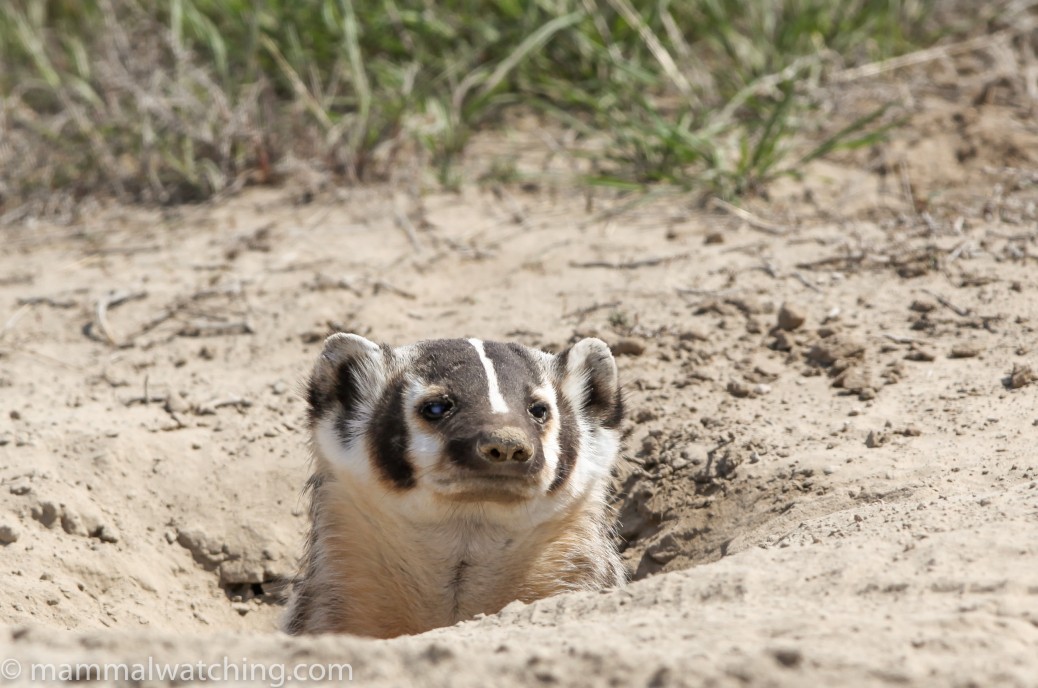 Washington State Mammal Watching