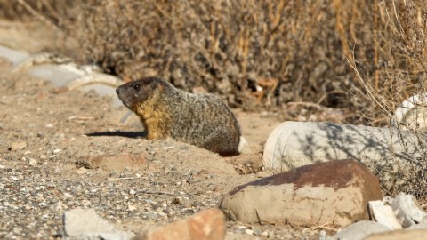 Ground Squirrels of the Pacific NW