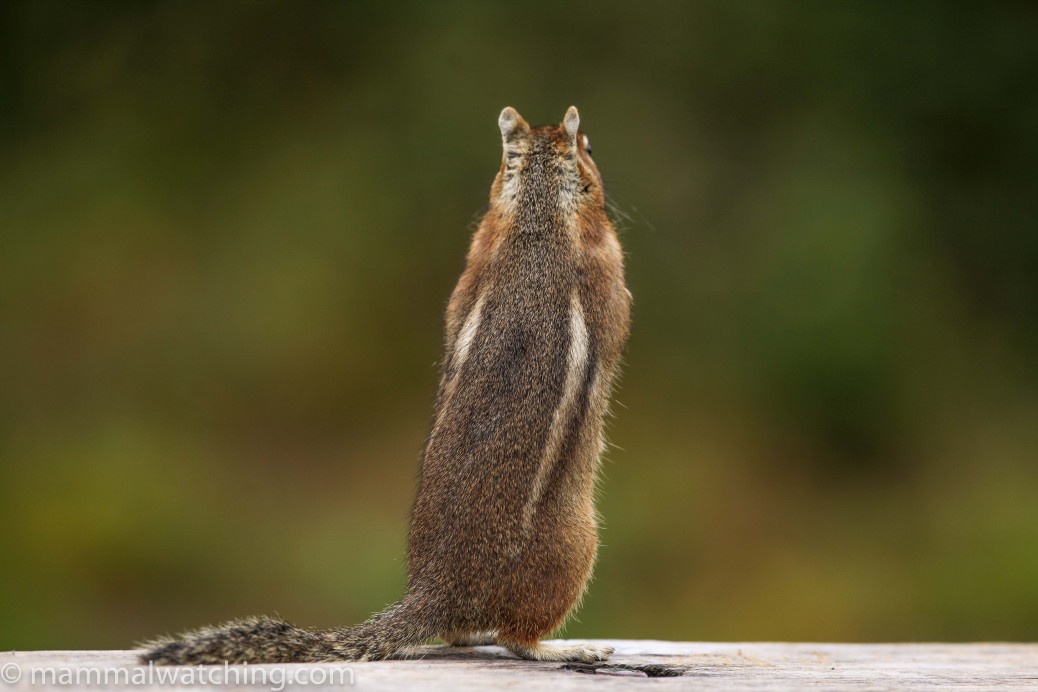 Washington State Mammal Watching