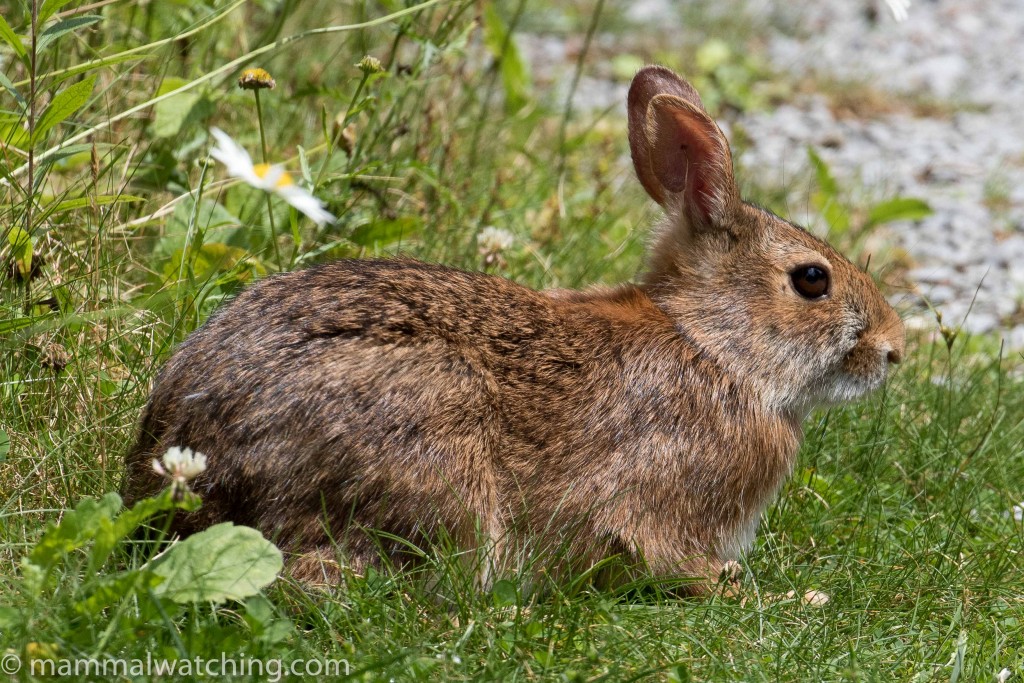 Appalachian Cottontail Rabbit