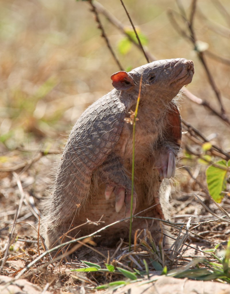 2013 Southern Naked Tailed Armadillo 1 Mammal Watching