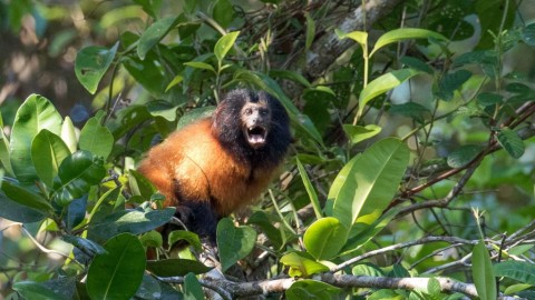 A Tale of Two Tamarins … and a Marmoset
