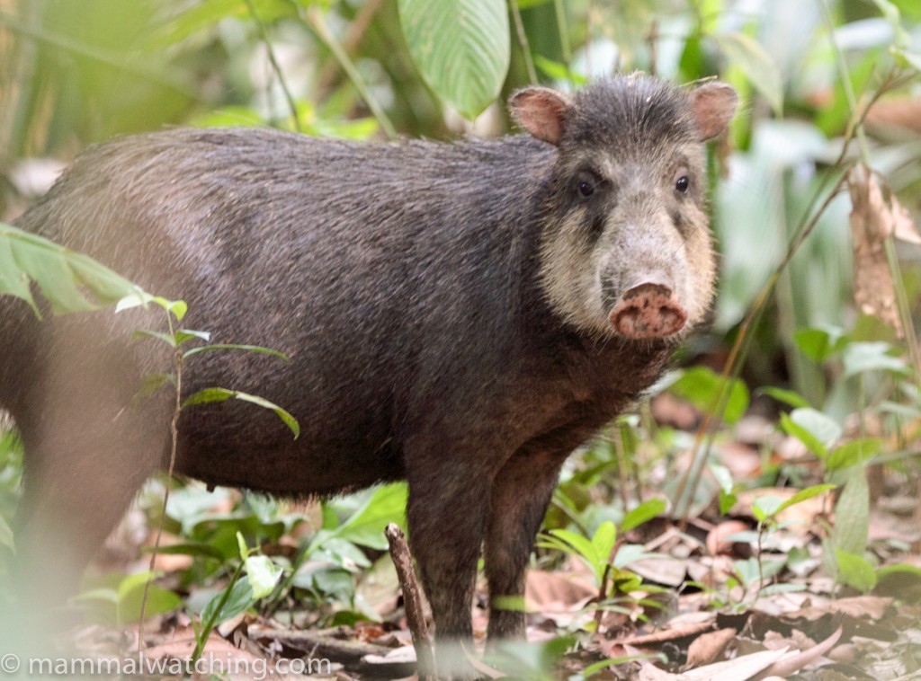 Тега животное. White-lipped Peccary. Пекариевые (Tayassuidae. Белобородый пекари. Свиньи пекари.