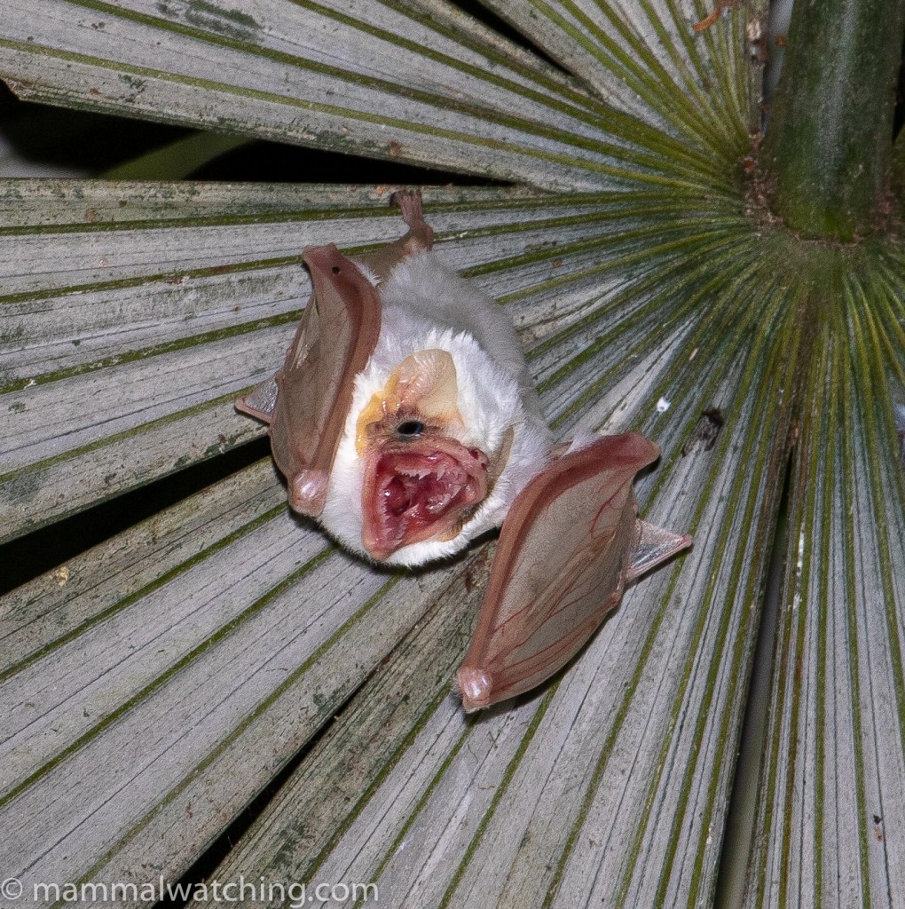 Costa Rica mainly Batting And Ratting Mammal Watching