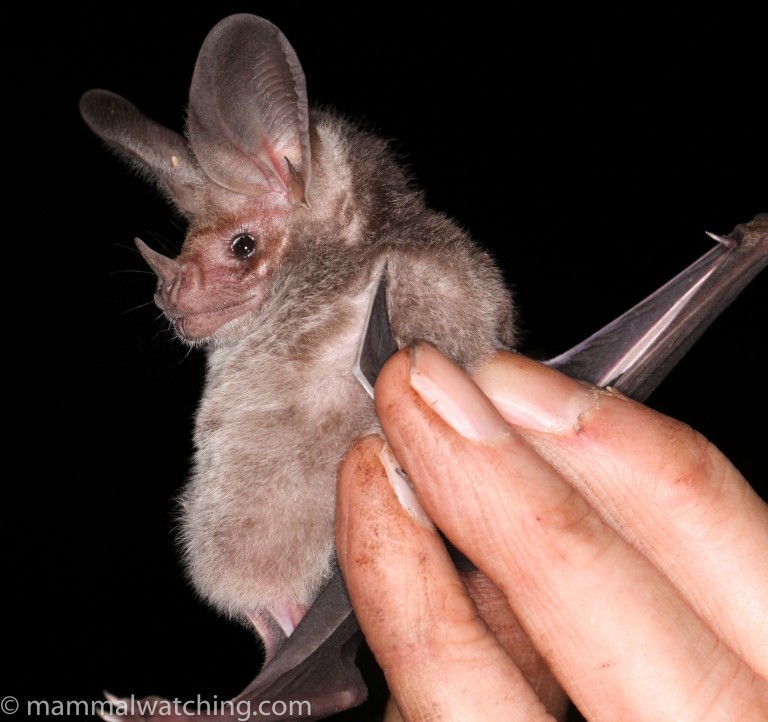 Dominican Republic Mammal Watching