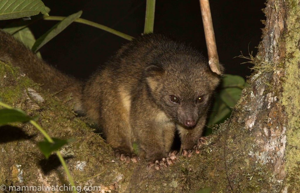 Image result for bellavista cloud forest Olinguito