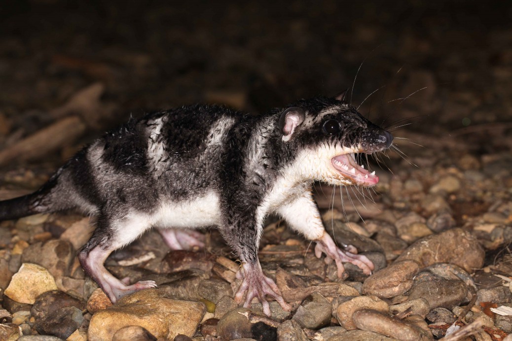 Мыши ласта. Сумчатый водяной опоссум. Плавун водяной опоссум. Chironectes Minimus. Opossum крыса.