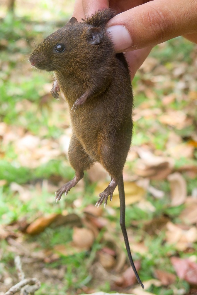Nicaragua, 2016 - Mammal Watching