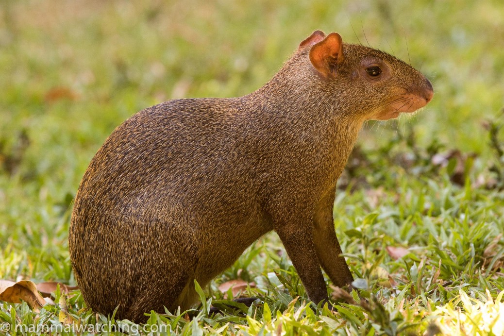 Dasyprocta azarae. агути заяц. агути заяц. центральноамериканский агути. агути южная америка.