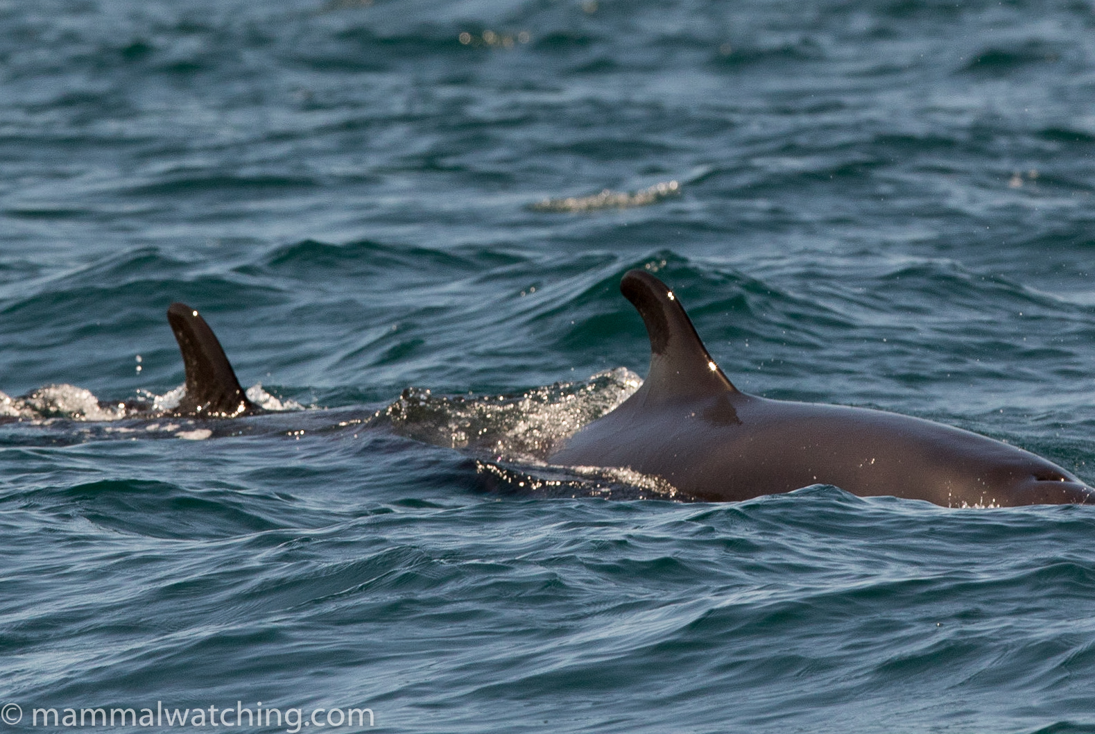 false killer whale false killer whale