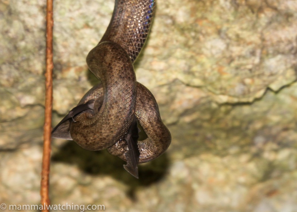 Puerto Rico Mammal Watching