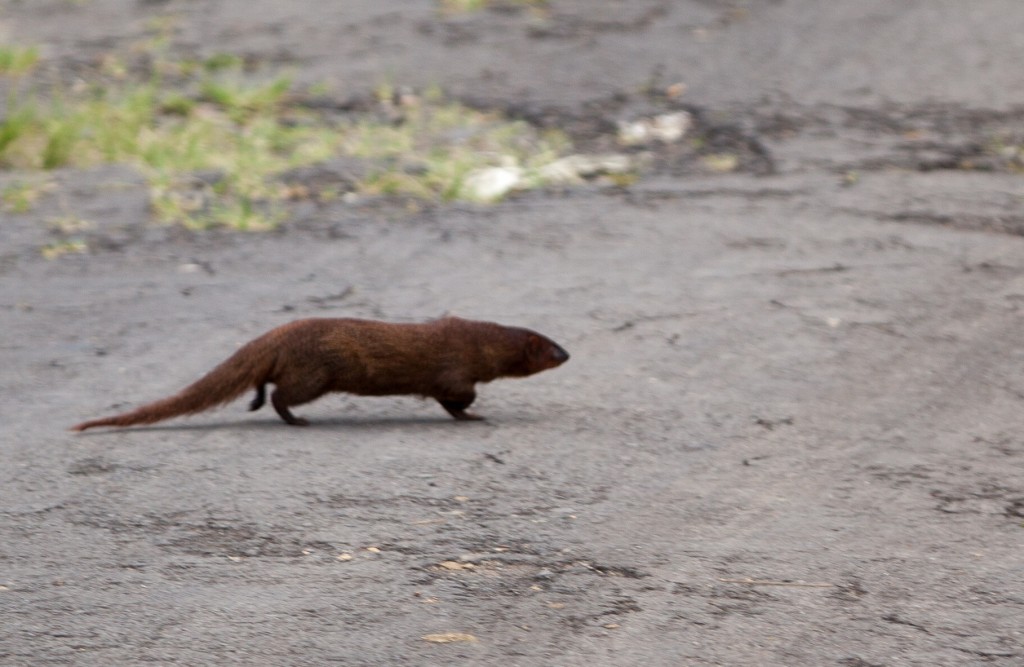 Java And Bali Mammal Watching