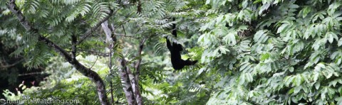 The Gibbon Experience, Laos