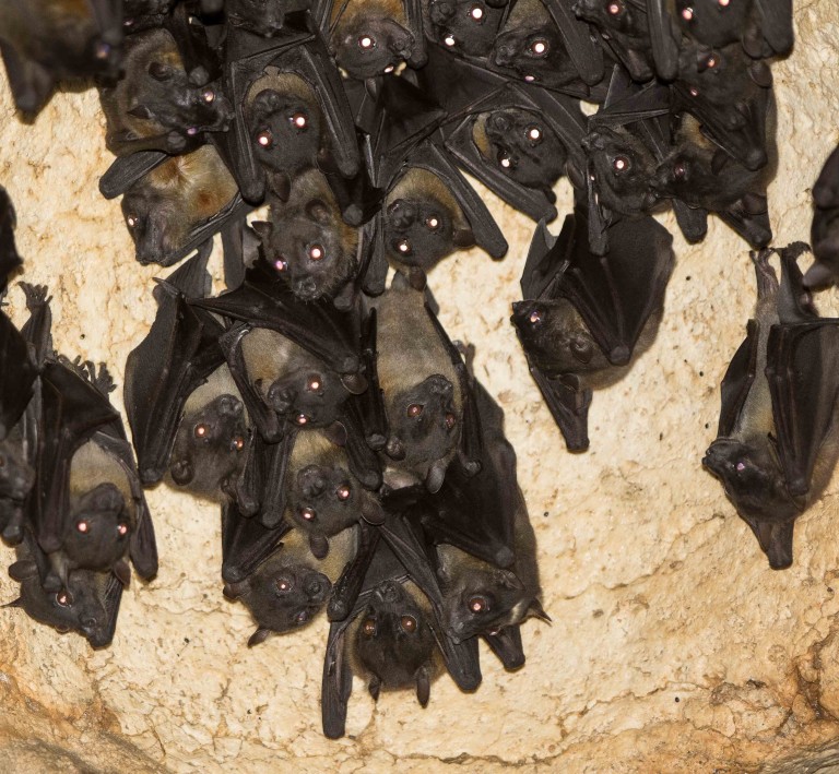 Philippines Mammal Watching