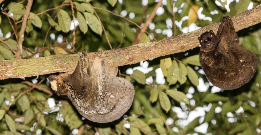 Philippines Mammal Watching