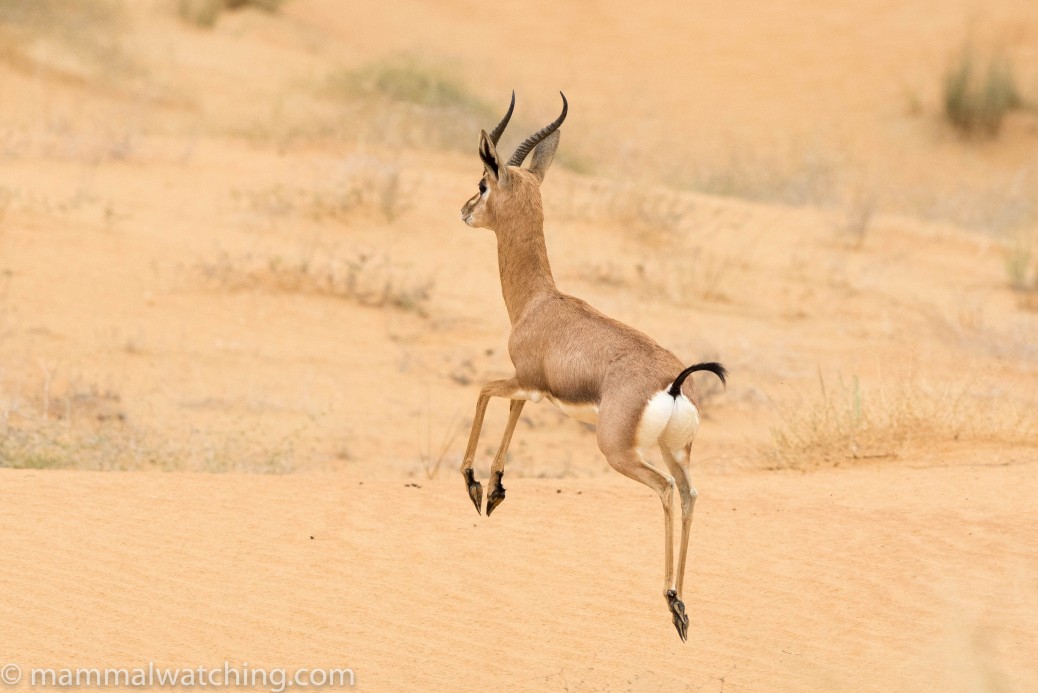 United Arab Emirates Trip Report Mammal Watching