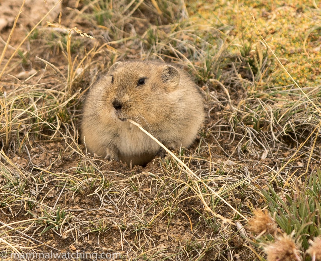 Collared Lemming feeding on dwarf willow in winter