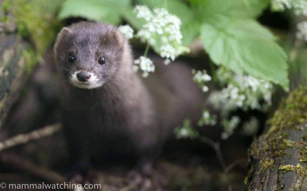 Estonia Mammal Watching Estonia Mammal Watching