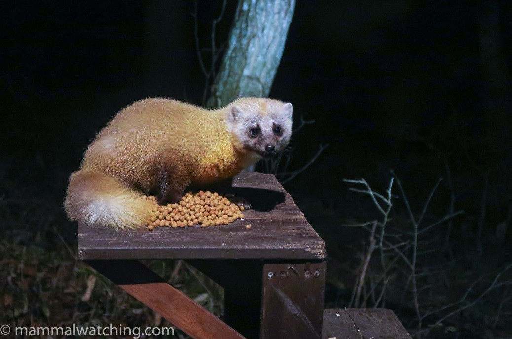 A Few Japanese Mammals Mammal Watching