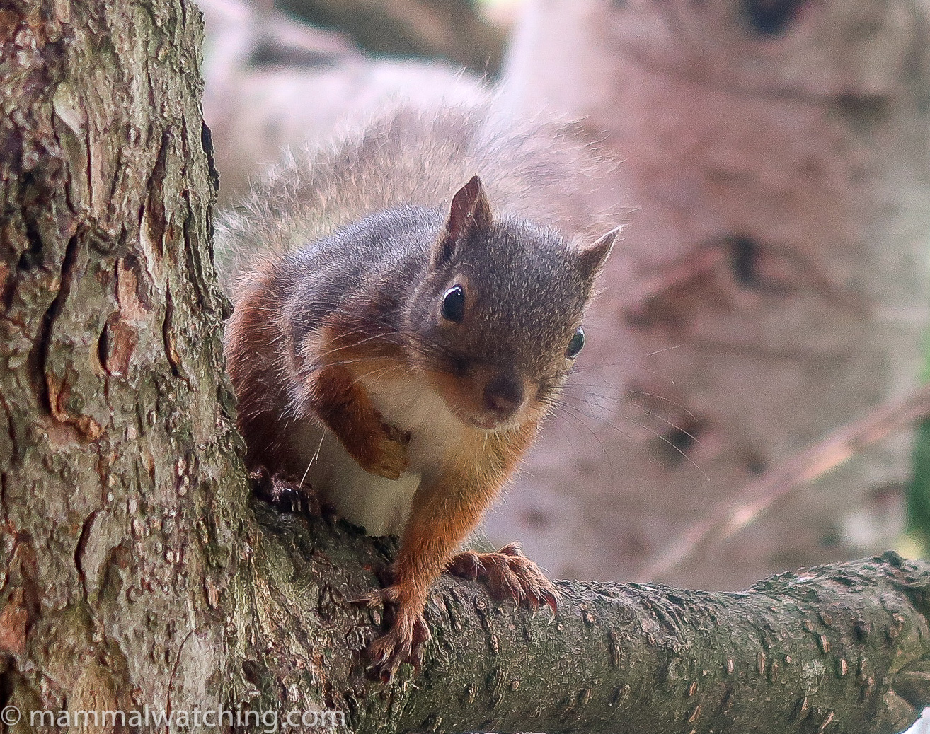 Nagano, Japan and Dasyeushan, Taiwan - Mammal Watching