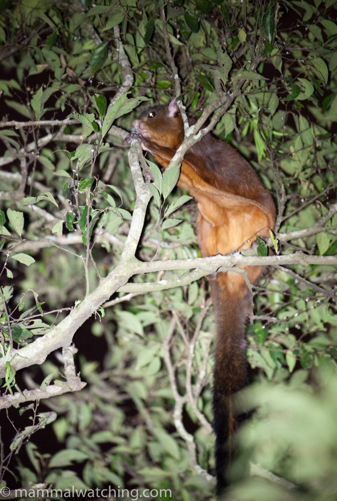 Taiwan, 2017 Mammal Watching