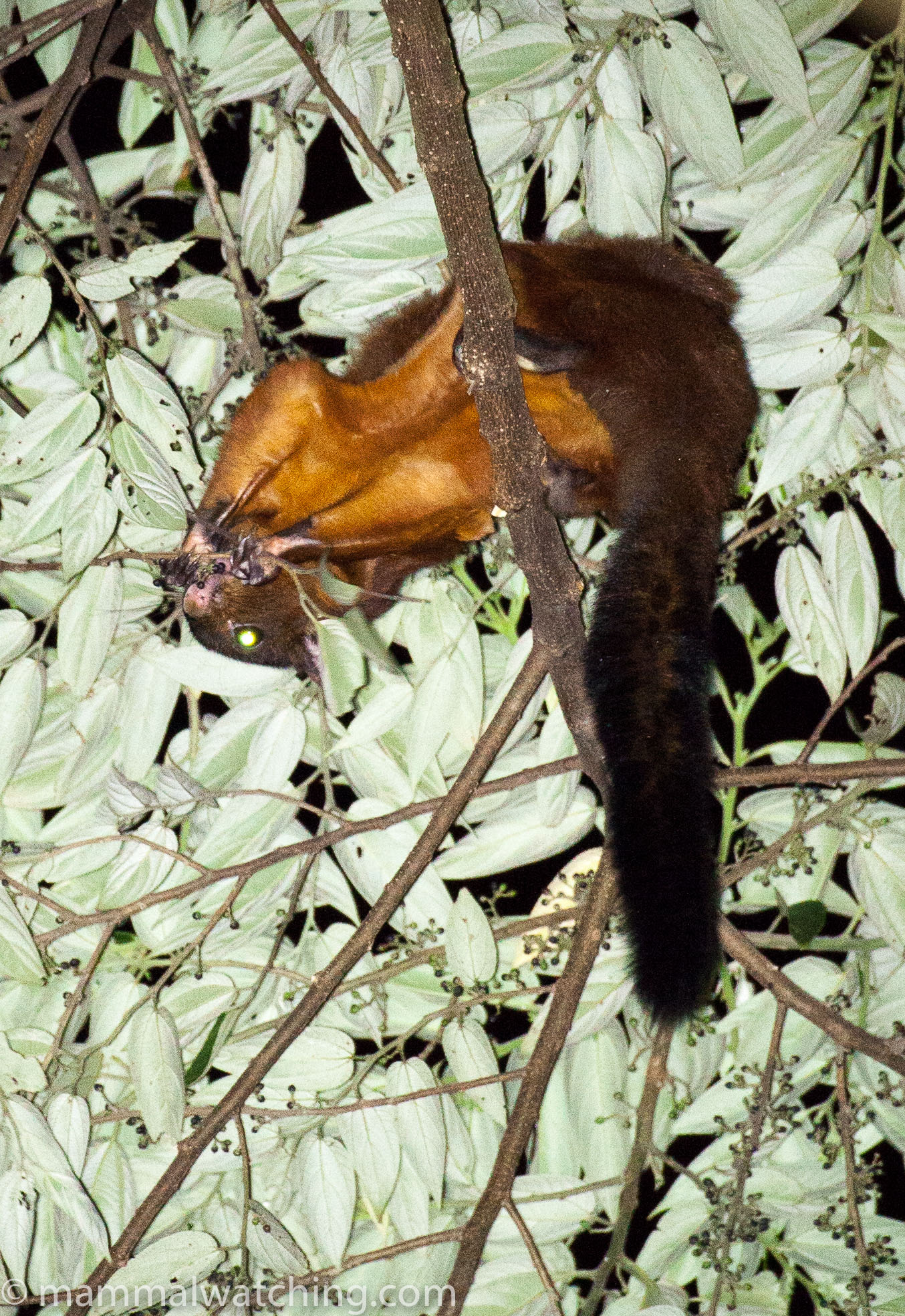Taiwan Mammal Watching