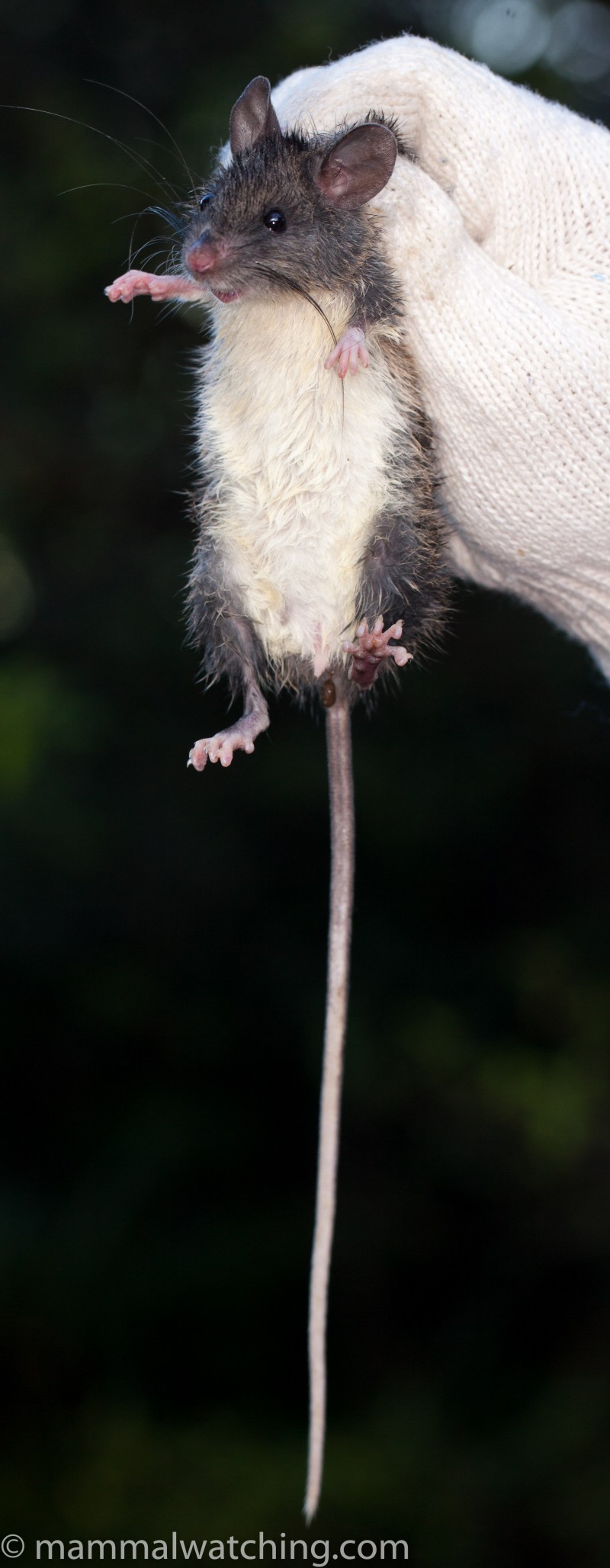 Taiwan, 2017 Mammal Watching